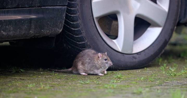 Expert shares tape method that could stop rats damaging your car wires