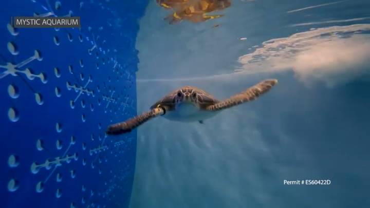 Mystic Aquarium caring for ‘cold-stunned’ sea turtles rescued from New England coast – NBC Connecticut