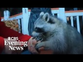 Kansas man caring for dozens of raccoons fights to legalize them as pets
