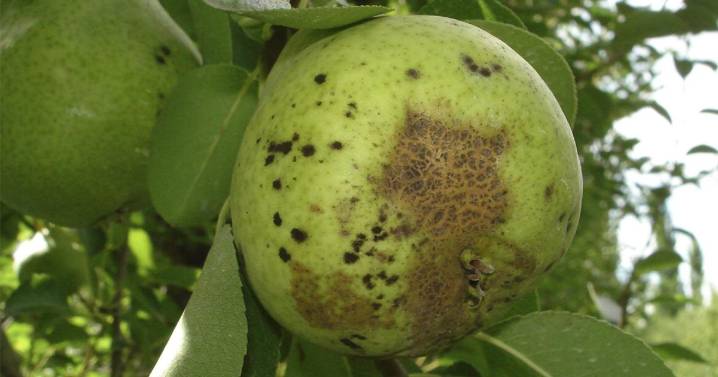 Fruticultura: tras la lluvia, hay riesgo severo de sarna y mancha marrón del peral en el Alto Valle