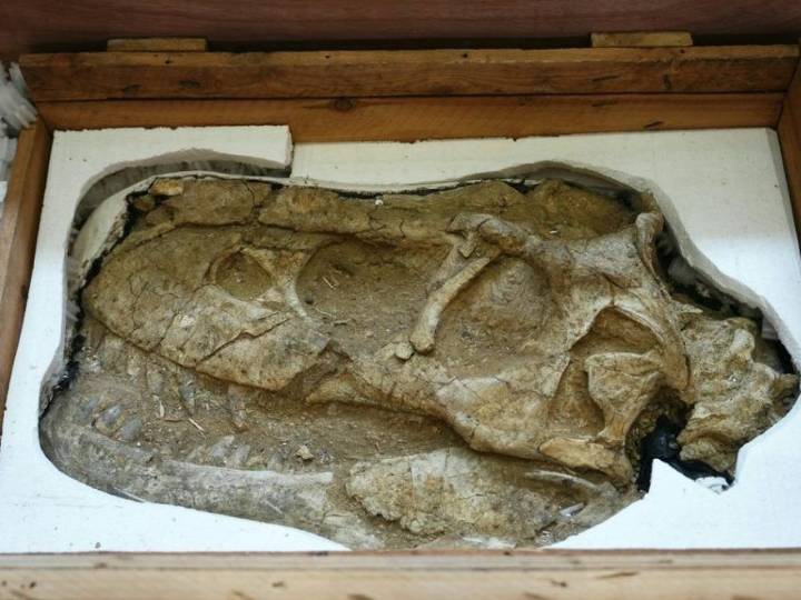 France returns smuggled dinosaur skeleton to Mongolia