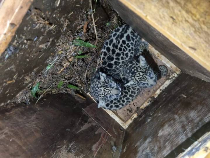 Un mes después, la yaguareté 'Pará' sigue su camino: la selva acompaña su adaptación y la de sus crías