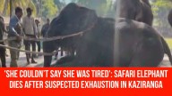 ‘She Couldn’t Say She Was Tired’: Safari Elephant Dies After Suspected Exhaustion in Kaziranga