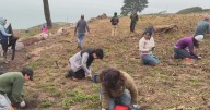 Volunteers reach milestone in effort to re-establish native plants at San Francisco's Presidio