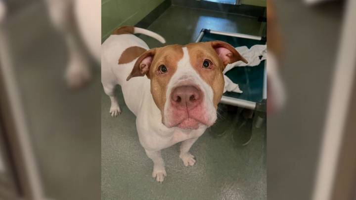 Florida Shelter Pup’s Joy Fades As She Realizes Her Human Won’t Return