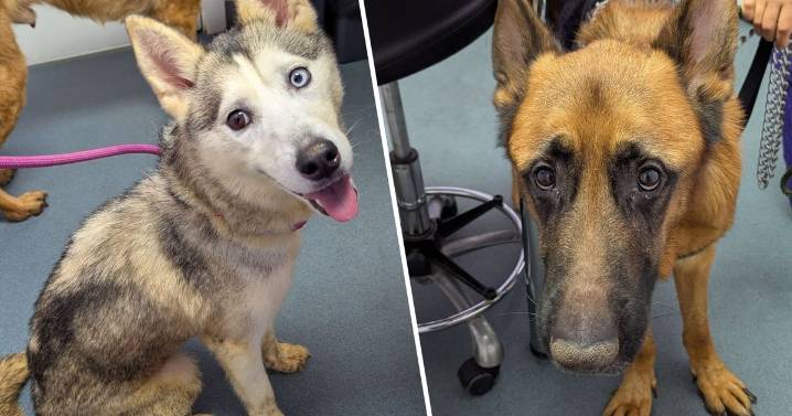 Newcastle brothers handed 10 year animal ban after underweight dogs found in filthy conditions