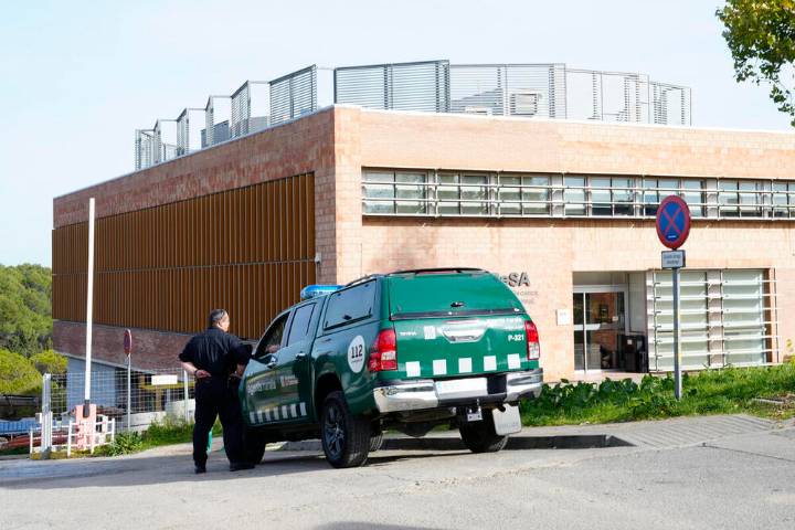 La Generalitat investiga el origen de la peste porcina