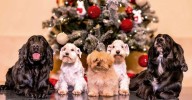Los adorables perros de la felicitación de los reyes eméritos, ¿de qué razas son?