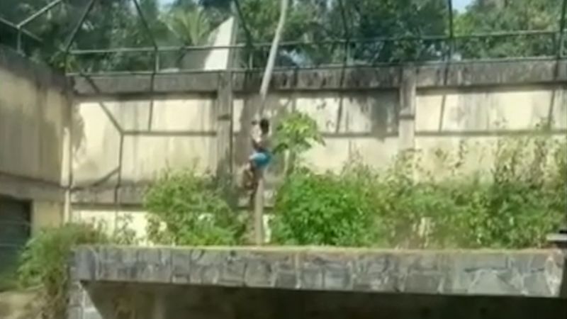 Joven muere tras ser atacado por una leona en un zoológico de Brasil