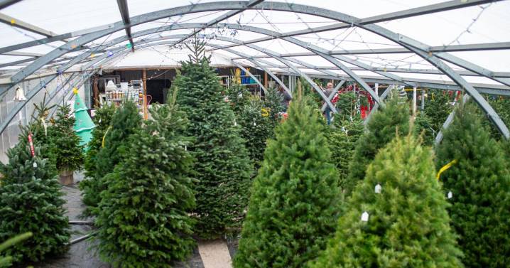 How Christmas trees became local scouts' go