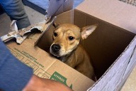 Dog Abandoned in Sealed Box Covered in Heartbreaking Note