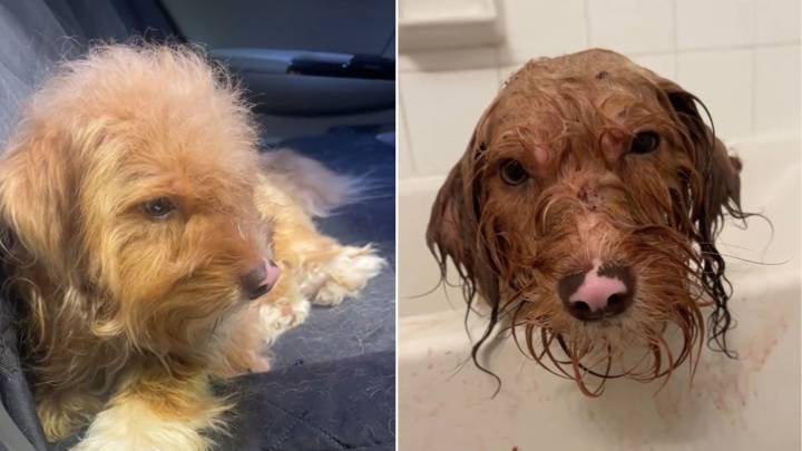 Woman Saves A Neglected Pup From Texas Streets And Discovers His True Identity