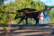 Detectados tres nuevos jabalíes con peste porcina africana en Cerdanyola del Vallès