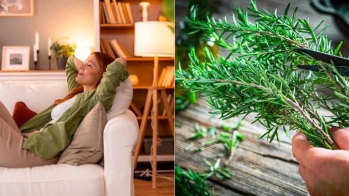 Por qué recomiendan hervir ramas de romero: los beneficios que trae para su hogar