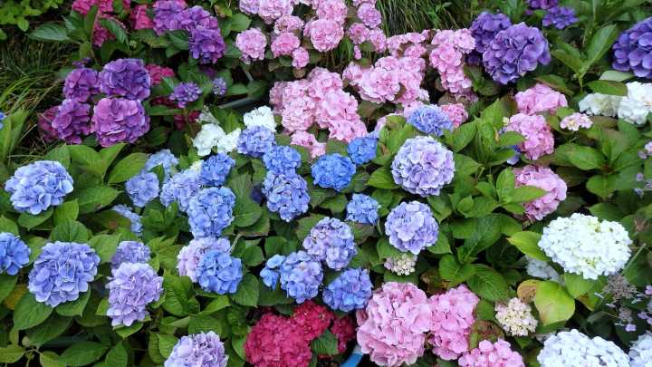 20 Gorgeous Hydrangea Varieties Recommended By Our Professional Gardener
