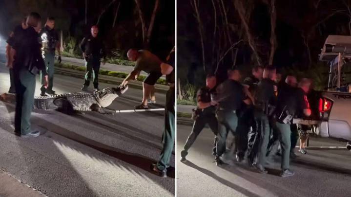 ¿Cuántos policías hacen falta para retirar a un caimán de 270 kilos de la vía?: así se hace en Florida (VIDEO)