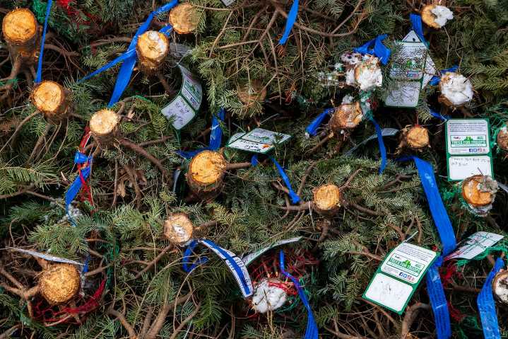 Michigan Christmas tree farms may get sales boost from plastic tree tariffs