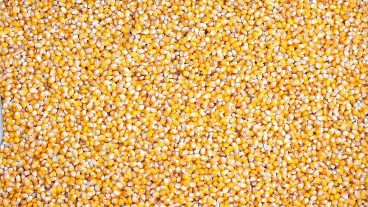 Argentina aplica nueva reducción de los derechos de exportación de granos