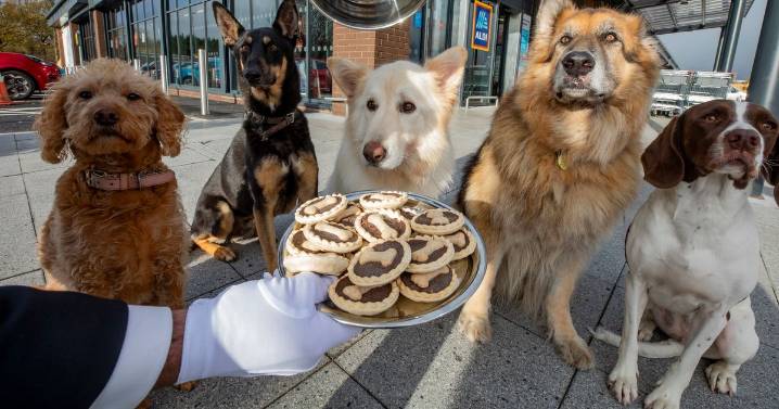 Aldi making big change to UK supermarkets for shoppers who have dogs