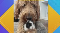 Pet Pics: A dog and bunny dynamic duo