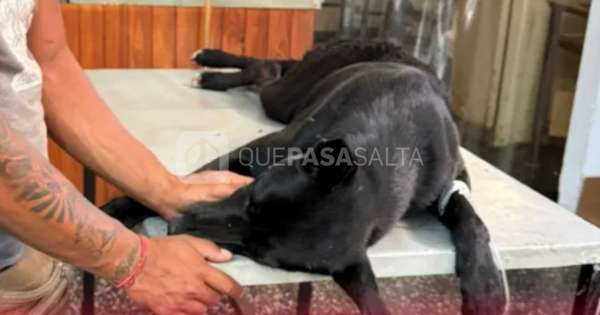 Perrito defendió a una salteña que era golpeada y le hicieron lo peor: está grave