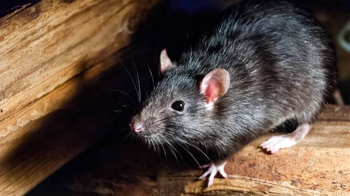 Keep rodents out of your garage this holiday season — 3 essential tips from an expert