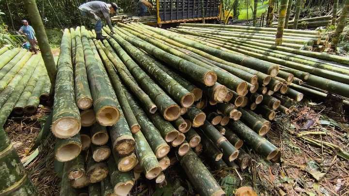 El país de América del Sur que cambia la construcción gracias a un material milenario mega resistible: más que el acero