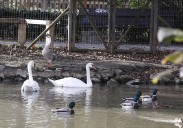 Segundo caso de gripe aviar en Gijón: otra de las ocas muertas en el parque de Isabel la Católica da positivo