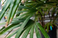 Lady palm can perform well in your living room