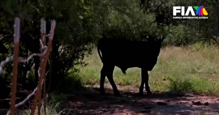 Ganaderos alertan crisis histórica por gusano barrenador; pérdidas superan $25 MMDP