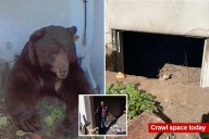 Exclusive | Altadena homeowner describes what it's like to live with an unwanted 550-pound bear