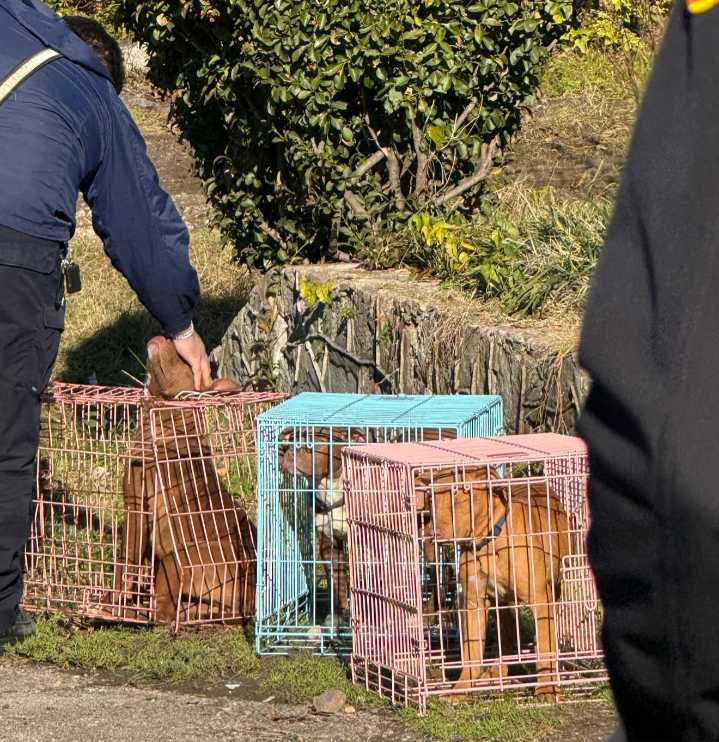 Puppies Rescued from Chattanooga House Fire