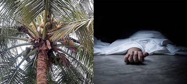 Kundapur: Elderly farmer falls from coconut tree, dies in hospital