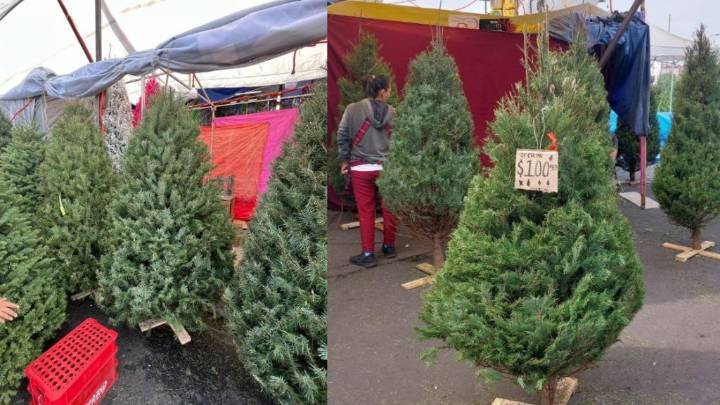 En Jamaica, costosa Navidad por precio de árboles