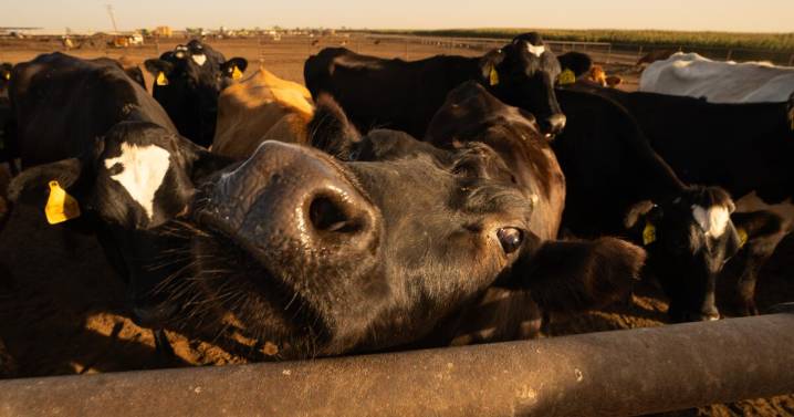 Trump is proposing a $12B aid package for farmers hit hard by his trade war with China