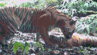 Sunda Tigers Are Critically Endangered, But There's Good News As Camera Trap Sightings Almost Triple