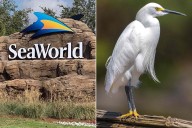 SeaWorld Orlando Claims Guest Was Hit in Face by 'Snowy Egret', Not a 'Duck': Complaint