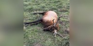 Mo. Dept. of Conservation investigating bull elk poaching incident