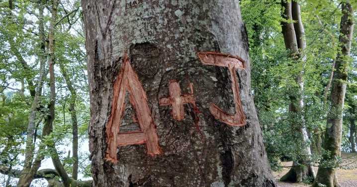 Can carving initials into trees cause serious damage?