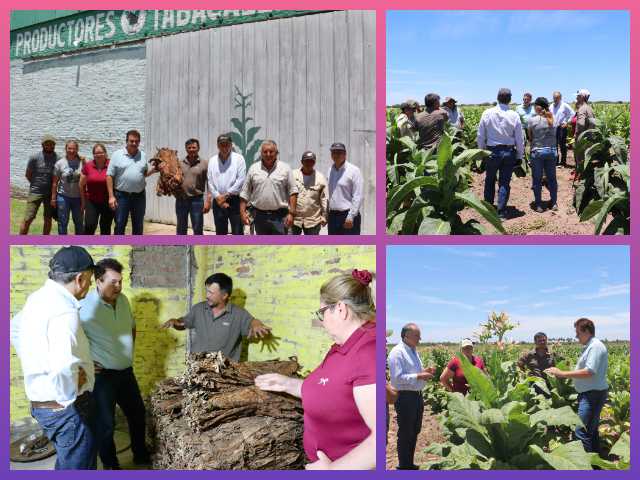 CHACO: Dudik Destacó El Buen Presente De La Producción Tabacalera En El Zapallar Norte Y Los Paraguayos