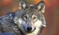 Viewpoint: On wolves, if Montana doesn't act, it may miss out