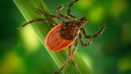 Georgia teens make waves with early Lyme disease detection