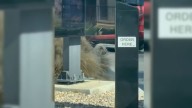 Stray Dog Patiently Waits Near California Drive Thru Window Hoping Someone Will Share A Meal