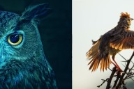 What’s your chronotype? Knowing whether you’re a night owl or an early bird could help you do better on tests and avoid scams