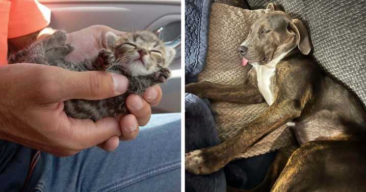 77 Adorable Photos Of Pets That Were Recently Adopted Into Their Furever Homes (November Edition)