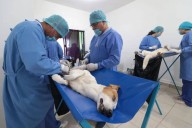 Vacuna, esteriliza y adopta: urge control de población animal y arman brigada en Ciudad Acuña