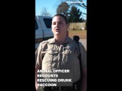 Animal officer recounts rescuing drunk raccoon