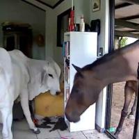 Moo dunnit? Dog lets bull, horse into living room in Australia