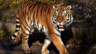 Mumbai’s Byculla Zoo loses two tigers in two months