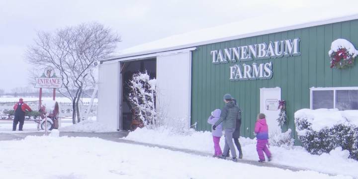 Families flock to Mason tree farm for Christmas season